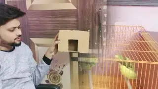 Budgie Ke Liye Ghar Bana Liya 🦜