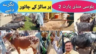 Palosi Mandi Peshawar 2021 Part 2  | Maweshi Mandi Peshawar 2021 | Cow Mandi | Travels of Khyber