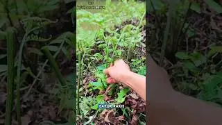 panen sayur pakis untuk menu sahur kita mlm ni teman teman#dihutan #kebunkopi #hutan #pakis