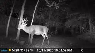 Bucks Eating Pumpkins - 10/11/25 - Trail Cam - San Antonio, TX - Bexar County - Sea World