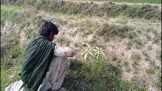 Greass with 🥭 Mango plant's Cutting grass and safety to  Mango 🥭 plant's 