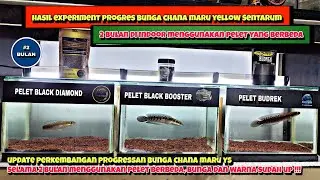UPDATE HASIL PROGRES BUNGA CHANA MARU YS‼️2 BULAN MENGGUNAKAN PELET BERBEDA BUNGA DAN WARNA NAIK‼️