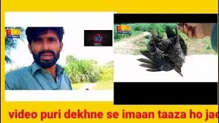 insan bewafa hi janwar wafadar hai#youtube #channel #vizit
