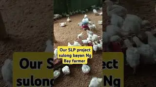 Our SLP project sulong bayan Ng Bay farmer #probinsya #farming