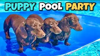 PUPPY POOL PARTY: Mini DACHSHUNDS Love Swimming