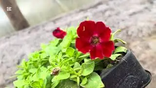 Работаю в теплице, но цветы не дают покоя).