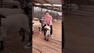 Sheep riding girl