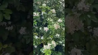 Corn Harvest and Orange jasmine