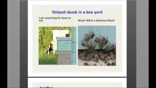 Skunk Behavior in the Bee Yard