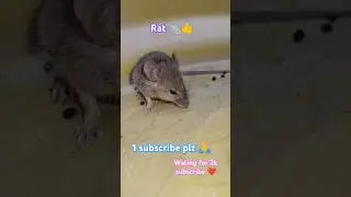 Rat sound 🐀|| चूहा 🔥#चूहा#animals#rat#village#shorts#sound#song#desi#cute#cutebaby#dj