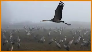 SLIDESHOW: Cranes gather during migration season