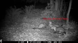 Soaked pups (Stone marten family/Steinmarder/Husm&aring;r) (best at 1080p)