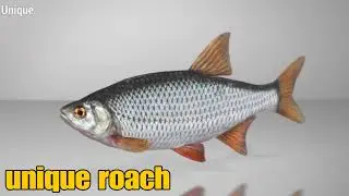 fishing planet ps4 Italy unique Barbell Roach Crucian carp quick guide