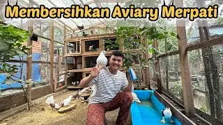 Membersihkan aviary merpati