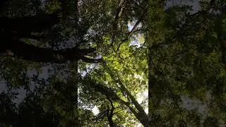 4K Nature Preview 🌳 Morning Bursts Through the Walnut Grove