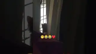 🥰❤😍👍🏻🥳#shortvideo #viralvideo #petlover #billucomedy