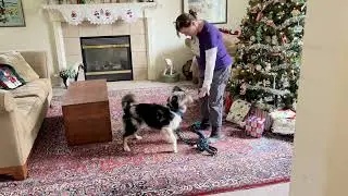 Winter Agility Training - Getting Back on Leash - Indoor Agility Training
