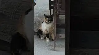 angry 😺 #cat #viral #shorts #pets