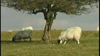 Four Plymouth Artist!s 2010 A Video By Chris Summerfield