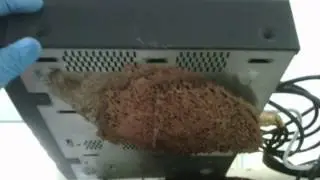 Termite Problem