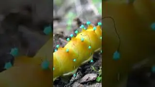 A beautiful caterpillar journey Part1#wildlife #piano #beautifulbird #music #birdsong #butterfly