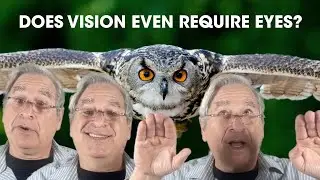 Chasing Phantoms 2. Vision and Eyes