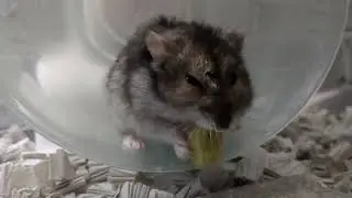 チーズおやつもらいまちた！ #ハムスター #hamster 