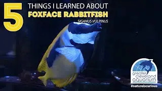 5 Things I Learned About Foxface Rabbitfish