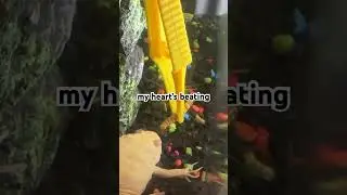 Feeding African clawed frog albino 2025 !