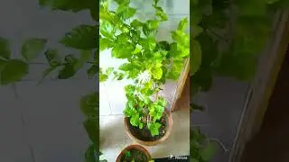 Best nursery in Karachi | Online Nursery | Flowers Plants | Sasti nursery