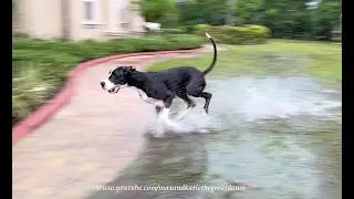 Water Loving Great Dane Loves To Run Through Puddles In the Rain