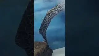 Leopard moray eel fish 🐋#shorts