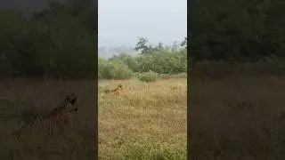 PREDATOR RICH PANNA | P 141 | TIGERESS ❤  #tiger #trending #virqlshorts #viral #youtubeshorts #yt