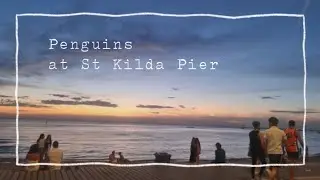 Penguins @ St Kilda Pier 我が道を進むおチビペンギン