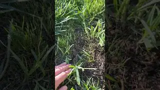 Yard Rehab ➡️3 weeks UPDATE! 🏡👨🏽&zwj;🌾 #gardening #yardwork #landscaping #grass #homeimprovement