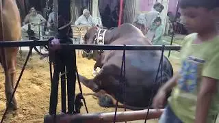 SHAH CATTLE FARM | EXPENSIVE COW | COW MANDI 2019