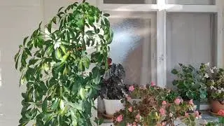 ŞEFLERA &Ccedil;İ&Ccedil;EĞİ HASTALIKLARINDA UYGULADIĞIM Y&Ouml;NTEMLER