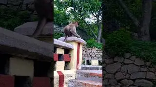 Jai hanuman #like #viralshort #coorg girl