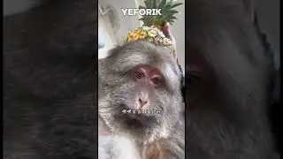 Нови рингтон? #comedy #funny #music #song #backstreetboys #monkey #deadpool #прикол #popular #юмор