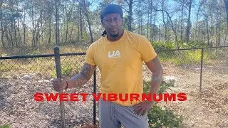 How to grow and care for your sweet viburnums /how to grow your hedges