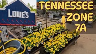 Lowe's New inventory for March 2024 - Spring annuals are here!