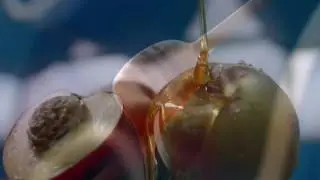 Blossom Hill Wine TV Commercial 2016