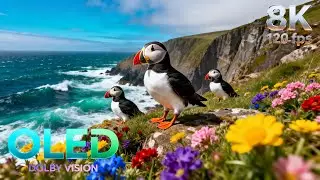 Rare and Beautiful Birds of the World | 16K HDR 240fps Dolby Vision