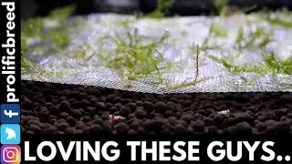 ROMA AQUATICS PURE RED LINE SHRIMP [ROMA PRLs]