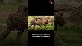 cheetahs🐆 || the fast Animal⚡
