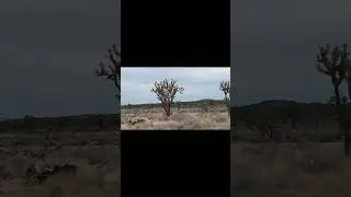 Exploring Nevada&rsquo;s Ancient Joshua Tree Forest 🌵 | Wee Thump Wilderness