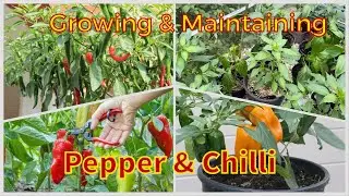 Ultimate Guide to Growing and Maintaining Chilli and Pepper Plants in Summer for Huge Harvests #how