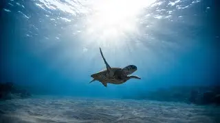 Deep Ocean Ambience &ndash; Relaxing Underwater Soundscape