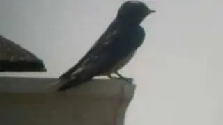 barn swallow call