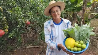 DIA DE COLHEITA DE VERDURAS E FRUTAS AQUI NA CHÁCARA